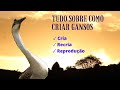 Aprenda a Criar Gansos | Um Minicurso Intensivo sobre Cria, Recria e Reprodução de Aves Aquáticas