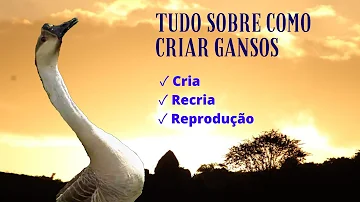 Como criar ganso para vender?