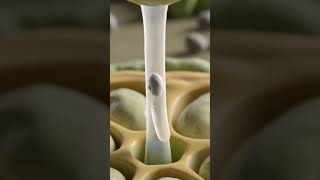 Concept of Pollen-Pistil interaction and fertilization of ovules. #biology #reproductivebiology