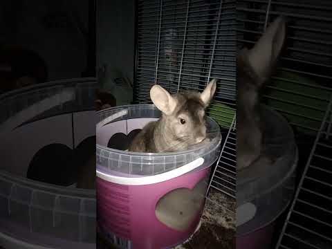 Chinchilla bath attempt