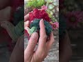 Strange poppy flower toy by olvikdolls чарівна квітка мак від ляльки ОлВік