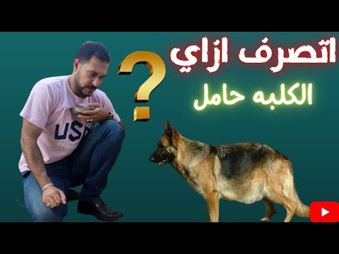 فيديو: أعراض الصدمة الرأس القطة