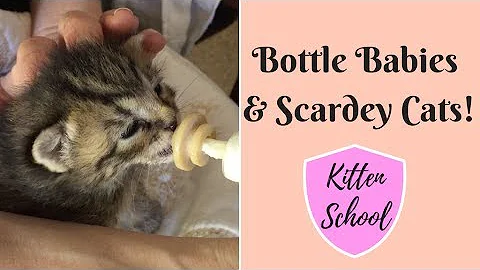 Caring for Bottle Baby Kittens - LOTS of work but so Worth it!