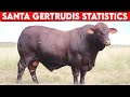  cattle breeds santa gertrudis statistics and distribution    cattle santa gertrudis   bulls
