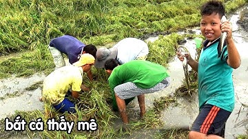 không ngờ bắt cá miếng ruộng này còn nhiều hơn bắt chuột đồng con rắn nước xấu số/săn bắt miền tây
