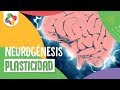 Neurogénesis Adulta y Plasticidad Neuronal - Educatina