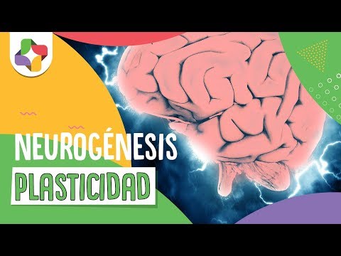 Vídeo: Diferencia Entre Neurogénesis Neuroplasticidad Y Neuroregeneración