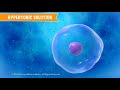 Cell Transport and Solution Dynamics Explained