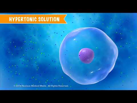 Video: Apakah zat terlarut bergerak di dalam atau di luar sel?