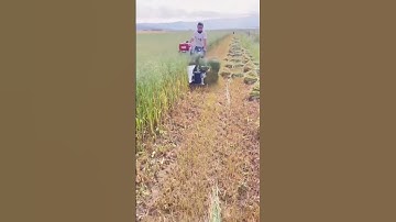 Cutting and bundling process of the forage