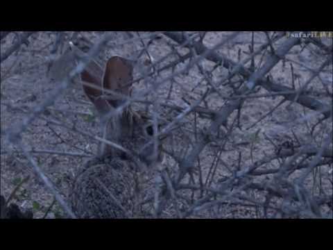 Safari Live : Byron crack's himself up over calling a Scrub Hare a Rabbit  LoL  Dec 06, 2016