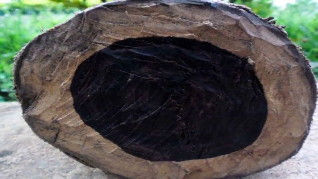 Most expensive wood in the world YouTube