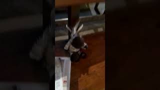 Tilluke Sebra Ripolli Kloostris. Loom On Küll Alasti Nagu Loomad Ikka, Aga Tal On Roosikrants