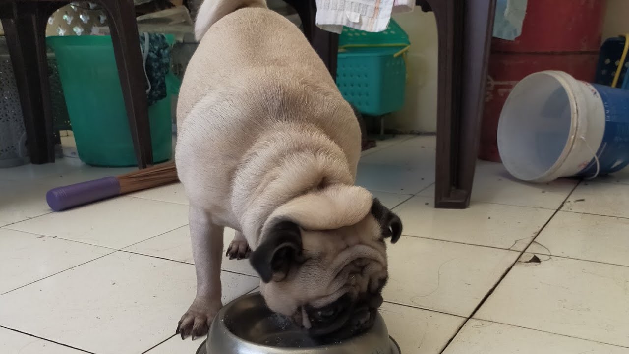 Dog Pregnancy Symptoms