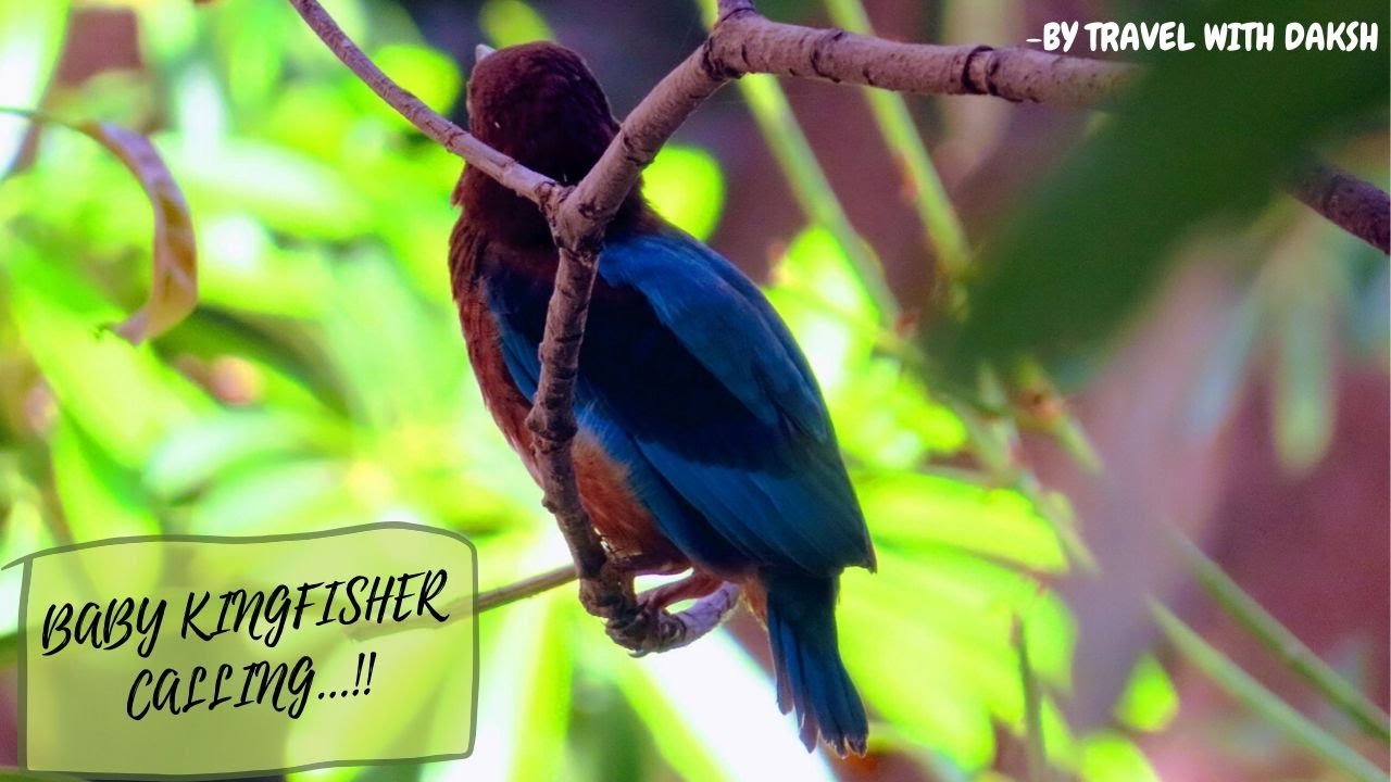Baby kingfisher calling - YouTube