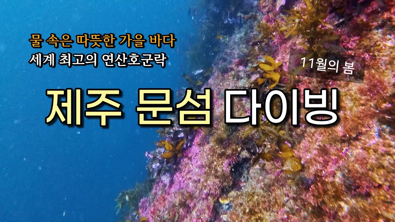 11월 제주 바다 수온 실화? 물 속이 더 따뜻한 가을 다이빙 (feat.문섬)