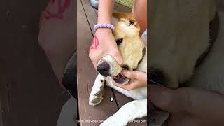 A los perros les encantan las cigarras 😭