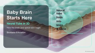 Neural Tube Explained: The Start of Baby's Brain & Spine #Shorts