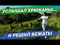 Путь по тропе из Ingleses в Praia Brava. Маршрут через джунгли. Дикий лес Бразилии. Хайкинг. Трилья