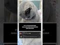 lirik lirik pengen nangis #cat #cutecat