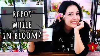 How to safely repot a Phalaenopsis Orchid while in bloom  Orchid Care for Beginners