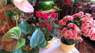долгоцветущие комнатные растения