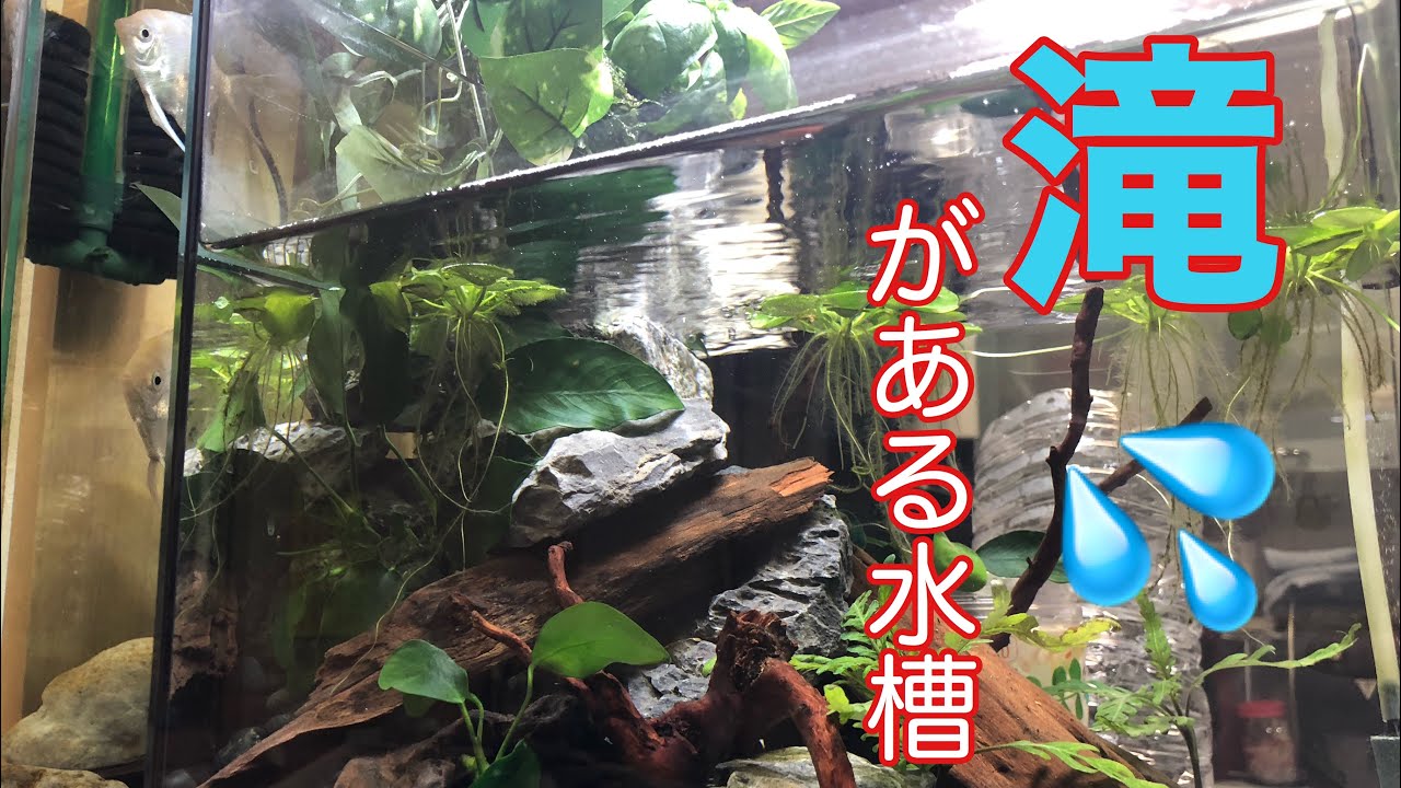 滝がある水槽】30センチキューブ水槽完成 - YouTube