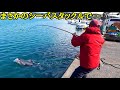 【衝撃映像】漁港で2m級の超巨大マグロを釣り上げた！！