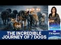 Missing Dogs in China Go Viral After 17 Km Journey Home | Vantage with Palki Sharma