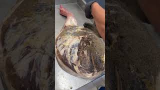 CURADO DEL JAMÓN IBÉRICO: PACIENCIA Y PERFECCIÓN 🕰️🍖