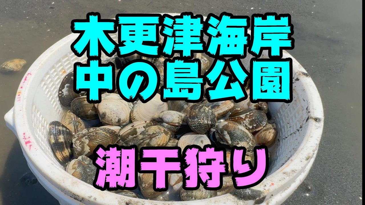 Clam Digging] Finding Loads of Manila Clams at Nakanoshima Park