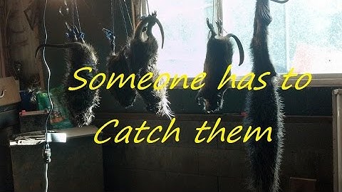 Trapping out West Part 8...Ah ya! Nutrias, Opossums and Skunks!