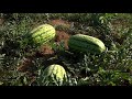 Unbanked watermelon farmers population