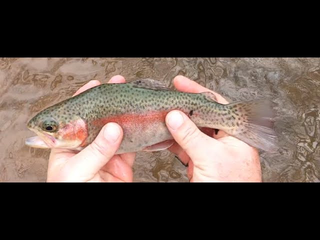 Fishing BIG Rapalas for BIG Trout - Rippin Rap Attack! #driftless 