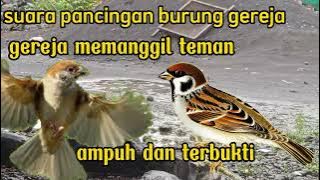 suara pancingan burung gereja ||gereja memanggil teman