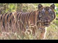 The Tiger Queen Full Film The Tiger Queen Full Film