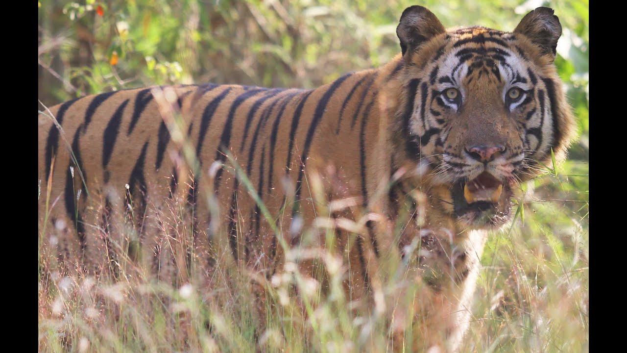 The Tiger Queen : Full Film