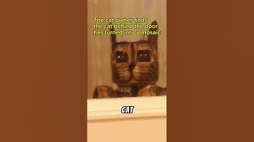 Why’s the owner snapping the cat behind the door? It’s just a "mosaic cat"!
