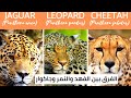 الفرق بين الفهد والنمر وجاكوار big cats