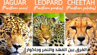 الفرق بين الفهد والنمر وجاكوار big cats