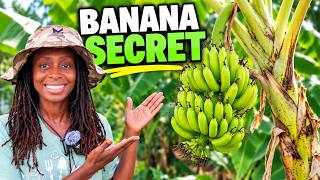 Banana Plant Not Fruiting? Here’s What Could Be Wrong