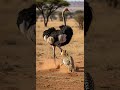 타조 분노의 추격 치타의 최후 숨막히는 사파리 순간 #animals #wildlife #safari