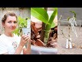 Как отделить детку орхидеи (Дендробиума). Пересадка орхидеи  🌱 Популярная ботаника