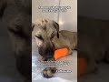 “Struggling to keep up with rent and my dog’s needs. Just want to make sure they’re safe, fed ❤️🐶🙏”