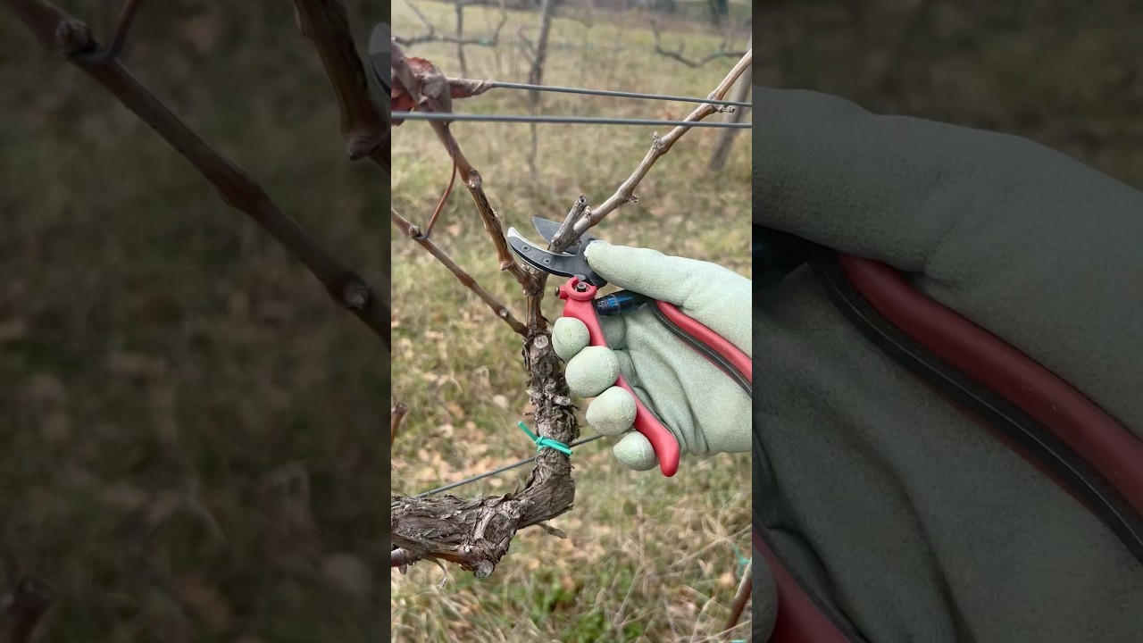 Pruning Table Grapevine 