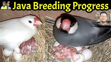 Java sparrow breeding progress | Java Breeding tips | Java sparrow information | Java birds breeding