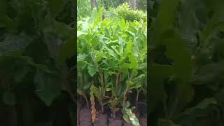 Farming IStrong grafted Murang’a 20 macadamia seedlings heading to Western Kenya