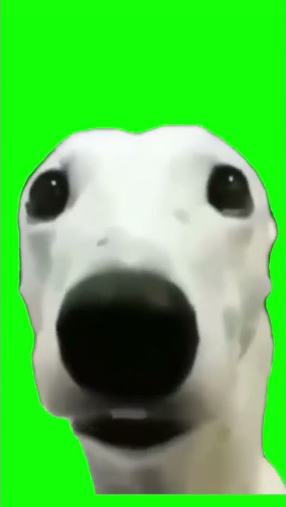Dog Shivering Green Screen