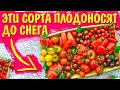 ПЛОДОНОСЯТ ДО СНЕГА! ТОП ТОМАТОВ ДЛЯ 2022 ГОДА