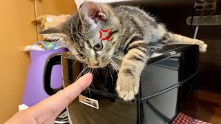 炊飯器の上で暖まってる子猫にいたずらしたら怒られましたw